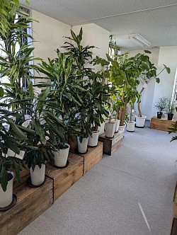 豊富な種類の観葉植物